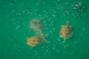 A beautiful aerial shot of turtles swimming with fish in clear turquoise water, displaying vibrant marine life. jigsaw puzzle