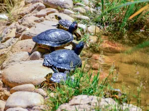 A group of turtles sunbathing on rocks beside a pond, surrounded by nature. jigsaw puzzle