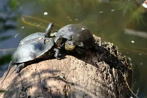 Two turtles resting on a log by the water on a sunny day, showcasing natural behavior. jigsaw puzzle
