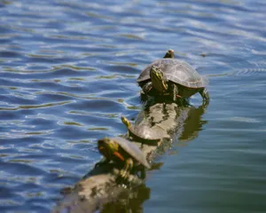 Three turtles basking on a log in a sunny pond, capturing a serene aquatic scene. jigsaw puzzle