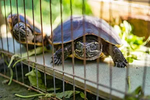 Two turtles in a cage enclosure with greenery surrounding them, basking in sunlight. jigsaw puzzle