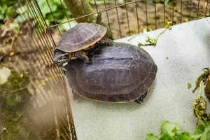 Close-up of two turtles stacked in a wire enclosure surrounded by greenery. jigsaw puzzle