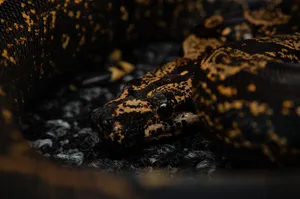 Detailed close-up of a boa constrictor's distinctive markings and scales in captivity. jigsaw puzzle