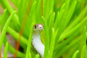 Closeup of small snake hiding in tall thick grass looking around while hunting jigsaw puzzle
