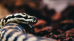 Detailed view of a carpet python showing intricate scales and natural surroundings. jigsaw puzzle