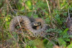 Detailed image of a grass snake nestled in the greenery of Istanbul. jigsaw puzzle