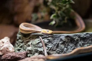 A detailed close-up of a snake resting on a rock, highlighting its textured scales. jigsaw puzzle