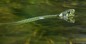 A detailed close-up photograph of a snake swimming through water, showcasing its reflection. jigsaw puzzle