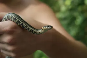 A grass snake gently held by a person, showcasing its exotic patterns. jigsaw puzzle