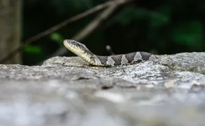 A water snake resting on a rock in a natural outdoor setting. jigsaw puzzle