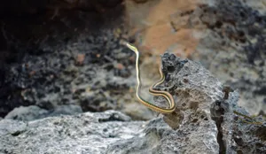 A vibrant snake slithers gracefully across rocky terrain, showcasing its striking colors. jigsaw puzzle