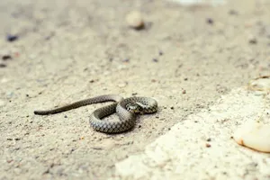 A grass snake lying on a sandy ground, captured in a natural setting. jigsaw puzzle