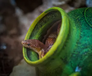 A snake peeks out from a vibrant green pot in an outdoor setting. jigsaw puzzle