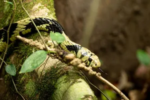 Detailed view of a bright-colored tropical chicken snake navigating a mossy tree branch. jigsaw puzzle