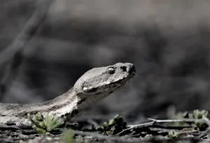 A close-up of a snake in its natural environment, highlighting its scales and features. jigsaw puzzle