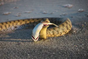 A snake in the process of eating a fish on a sandy beach, showcasing wildlife behavior. jigsaw puzzle