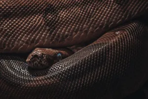 Detailed image capturing the texture and patterns of a python's scales in natural lighting. jigsaw puzzle