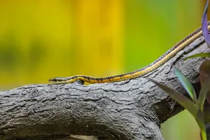 Close-up of an Eastern garter snake (Thamnophis sirtalis) on a textured tree branch. jigsaw puzzle