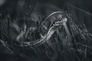Black-and-white close-up of a snake in grass showcasing wildlife and natural detail. jigsaw puzzle