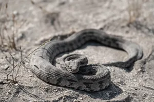 Close-up of a gray viper lying on sand in a desert environment, showcasing wildlife and nature. jigsaw puzzle