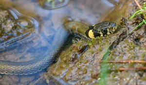A detailed view of a grass snake partially submerged in water, showing its head and surrounding environment. jigsaw puzzle