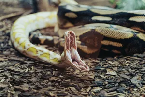 Detailed close-up of an albino Burmese python on the ground with its mouth open, emphasizing its striking pattern. jigsaw puzzle