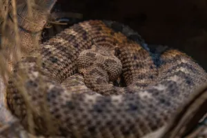 Detailed view of a coiled rattlesnake showcasing its textured scales in natural habitat. jigsaw puzzle