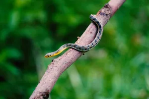 Close-up of a snake on a branch, showcasing vibrant colors in Sundargarh, India. jigsaw puzzle