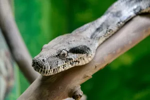 Detailed image of a boa constrictor lounging on a tree branch in a natural setting. jigsaw puzzle