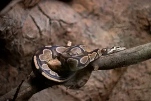 A royal python (Python regius) resting gracefully on a branch in a terrarium. jigsaw puzzle