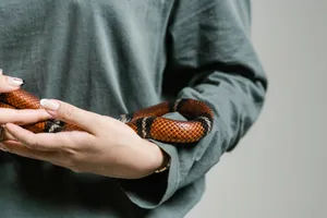A person gently holding a vibrant snake, showcasing reptile's intricate patterns. jigsaw puzzle