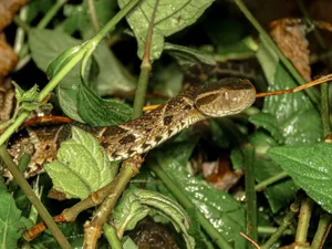 Detailed image capturing the Jararaca snake among lush green foliage in Brazil's natural habitat. jigsaw puzzle