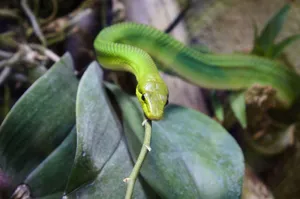 Close-up of a vibrant green snake on a leafy branch in a jungle setting. jigsaw puzzle