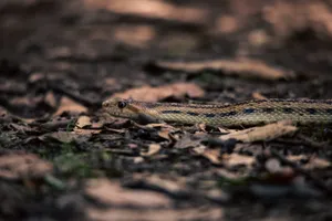 A garter snake blends seamlessly with the leaf-covered forest ground in California. jigsaw puzzle