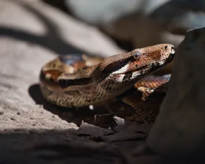 Detailed close-up of a python in its natural habitat in Sydney, Australia. jigsaw puzzle
