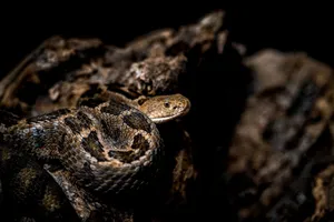 A detailed close-up of a snake resting on a log, showcasing its intricate scale patterns. jigsaw puzzle