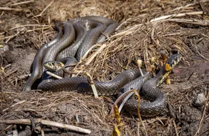 Grass snakes basking on the ground in Kehra, showcasing reptilian wildlife in Estonia. jigsaw puzzle