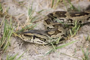 Close-up image of a python lying on the ground among grass in its natural habitat. jigsaw puzzle