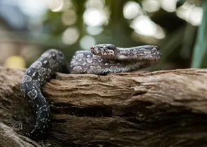 A boa constrictor rests on a log, showcasing its intricate scales and natural camouflage. jigsaw puzzle