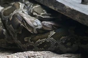 Intimate close-up of a camouflaged python hiding under wood. jigsaw puzzle