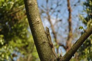 Close-up of a lizard climbing a tree trunk in a lush outdoor forest setting, showcasing natural wildlife. jigsaw puzzle
