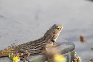 A detailed view of an oriental garden lizard basking on a rock outdoors. jigsaw puzzle