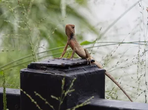 Close-up of a garden lizard perched on a metal post amidst greenery, showcasing its intricate textures. jigsaw puzzle
