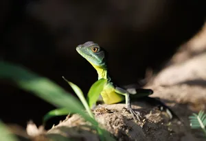 A vivid green lizard perched on a sunlit log surrounded by foliage in its natural habitat. jigsaw puzzle
