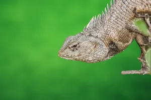 Detailed shot of a brown lizard perched on a tree branch against a green background, showcasing nature's beauty. jigsaw puzzle