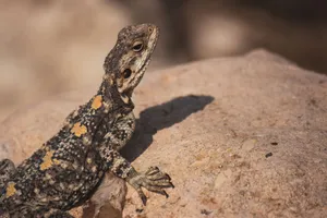 Agama lizard basking in sun on rock, Umm Qais, Jordan. jigsaw puzzle