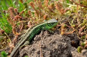 Close-up of a vibrant green lizard perched on earthy terrain among plants. jigsaw puzzle