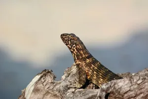 Detailed close-up image of a lizard resting on a rock, showcasing its textured skin in a natural setting. jigsaw puzzle