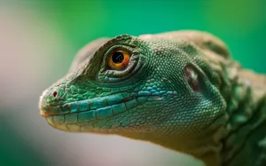 Detailed close-up of a vibrant green lizard showcasing its scales and eye in a tropical setting. jigsaw puzzle