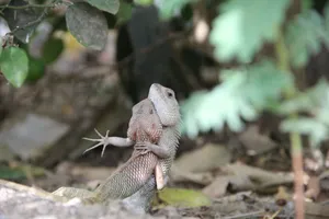 Two lizards engaged in a curious interaction amidst natural surroundings. jigsaw puzzle